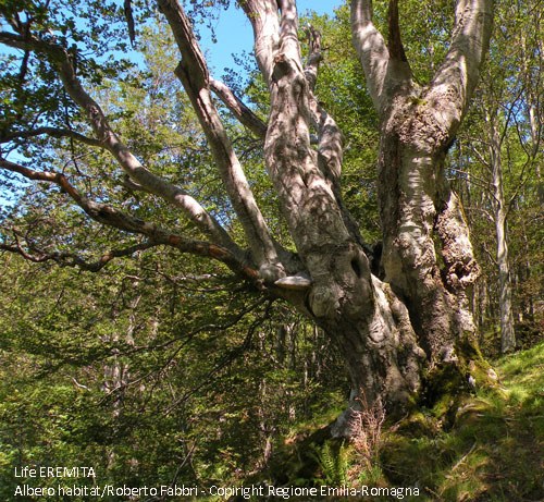 Ancient beech, a habitat tree