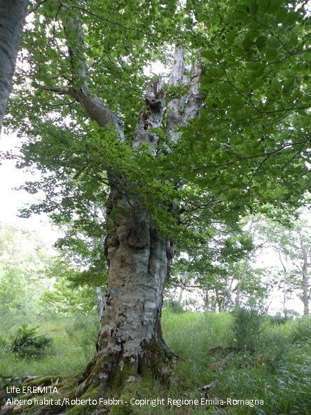 Ancient beech in San Paolo in Alpe - PNFC