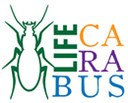 Carabus logo