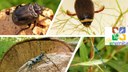 22 MAY 2020 – World Biodiversity Day