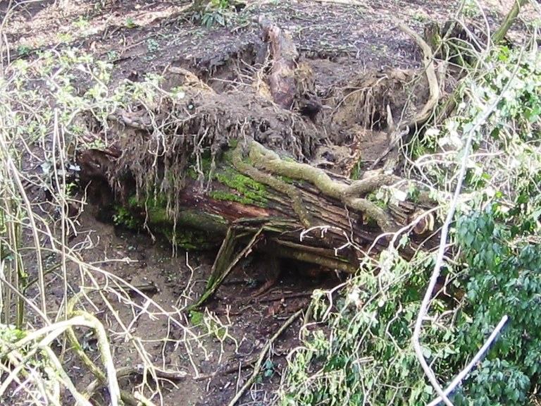 Vegetation fall on Monticelli streambed