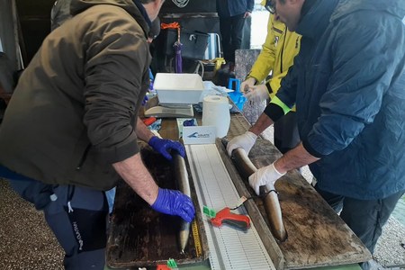 New Lifeel activity in Comacchio Valley to foster the restocking of the European eels