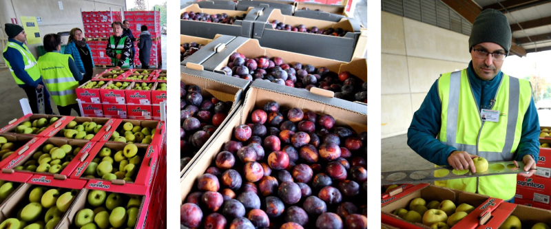 Operations carried by regional officers during the delivery of fruit and vegetables for free distibution