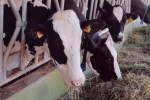 L’impronta carbonica del latte e della carne bovina