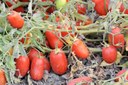 Visita guidata 3 agosto: Impiego di tecniche agricole sostenibili nella coltura del pomodoro da industria