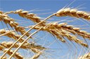 Visite guidate alle prove in campo per la produzione sostenibile di grano duro