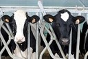 Risultati preliminari per la filiera bovini da latte