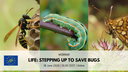 WEBINAR “LIFE: Stepping up to save bugs”