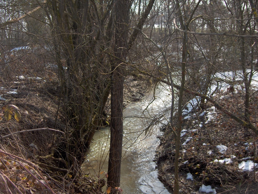 Rio Lavezza - vegetazione meandri