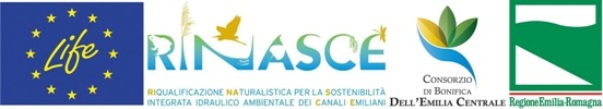 Logo per sito web LIFE RINASCE