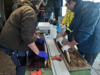 Dalle Valli di Comacchio al Mar dei Sargassi: liberate 150 anguille “taggate”